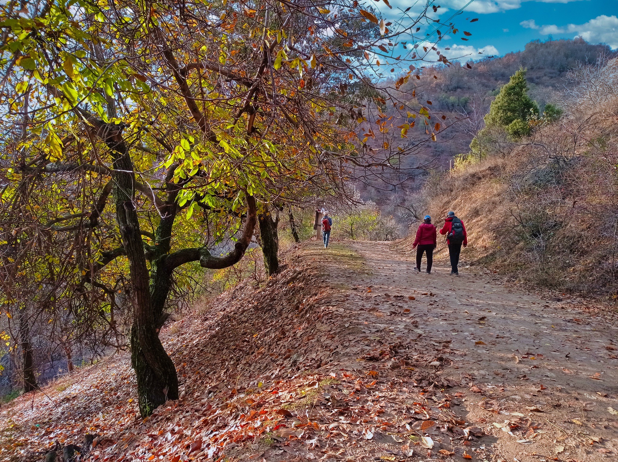 Kuzgi Aqtosh o‘rmoni — Toshkentdan 1 kunlik — photo 2